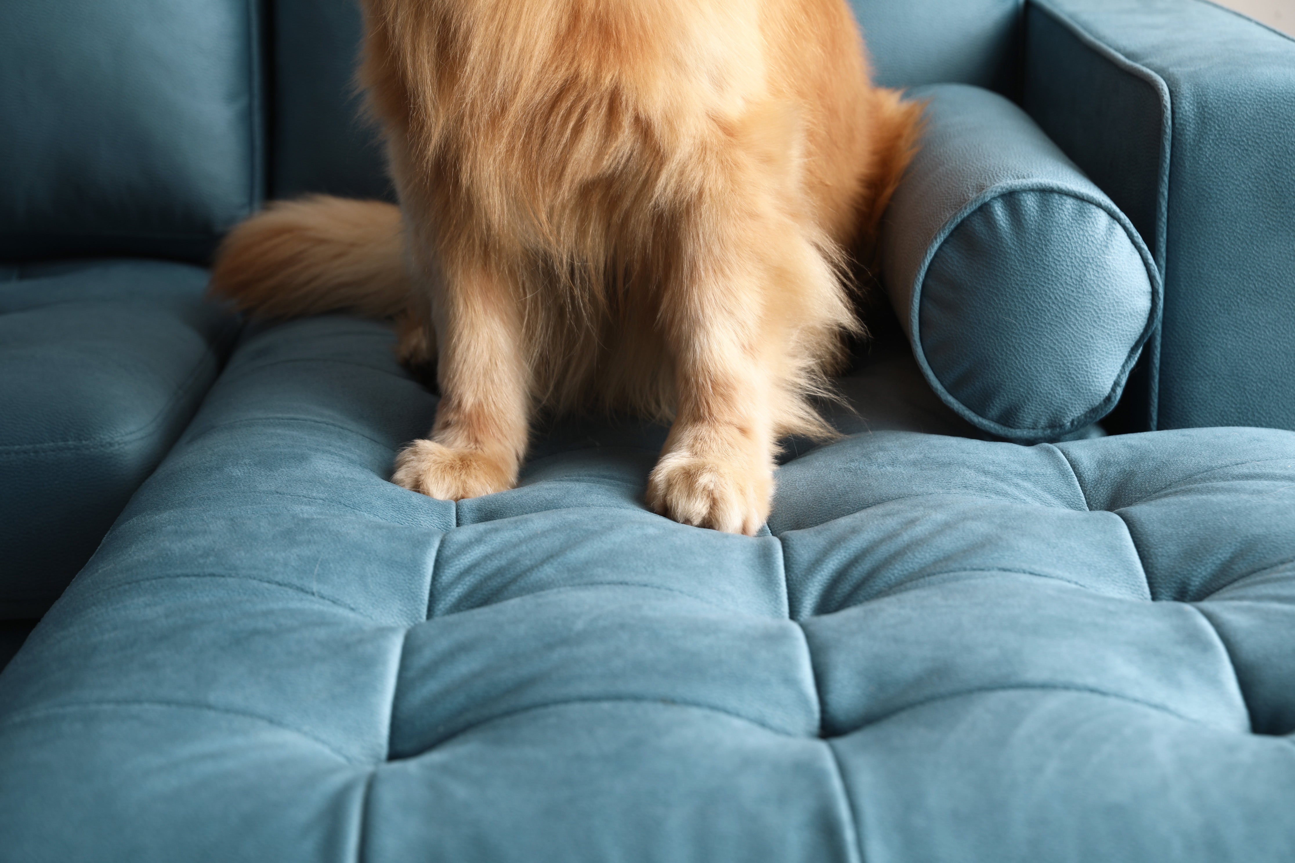 Dog proof outlet couch